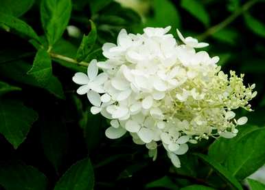 绣球花无尽夏的花语是什么？