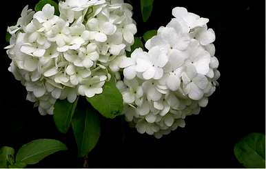 绣球花无尽夏的花语是什么？