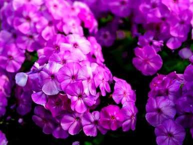 绣球花无尽夏的花语是什么？