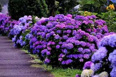 绣球花无尽夏的花语是什么？