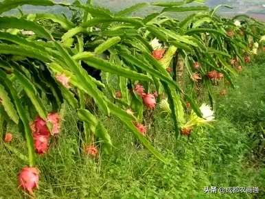 如何种植火龙果发芽？