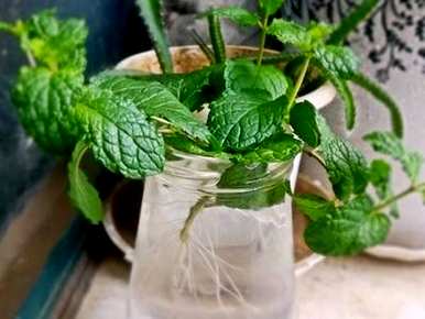 水培薄荷怕冻吗？如何培养水培薄荷？
