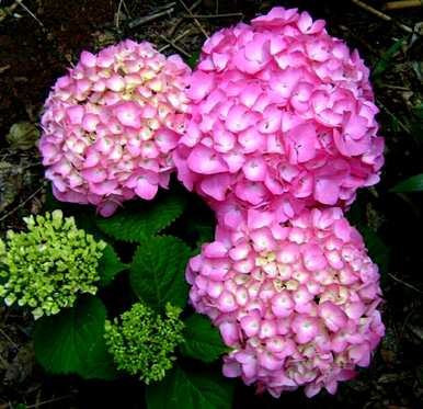 用什么土养绣球花？绣球花怎么养？