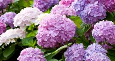 用什么土养绣球花？绣球花怎么养？