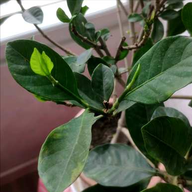 为什么栀子花不开花？
