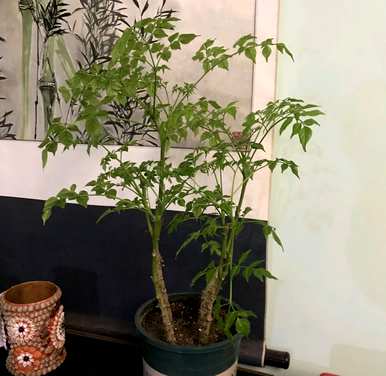 冬天，幸福树的叶子变黄了怎么办？幸福树冬天掉叶子正常吗？