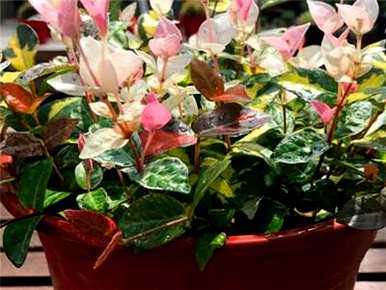 花叶络石的习性和种植方法，花叶络石用什么土种比较好？