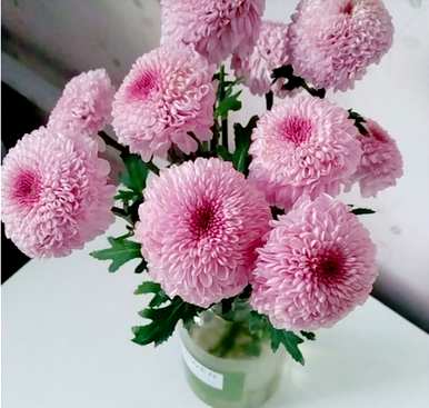 阳台上养什么花和植物好，阳台上养什么花和植物好