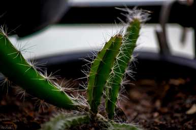 如何管理家庭种植火龙果，如何管理家庭种植火龙果