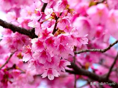 三月开什么花，三月开什么花最好？