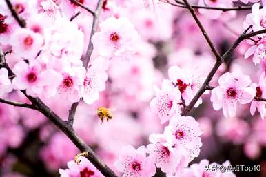 三月开什么花，三月开什么花最好？