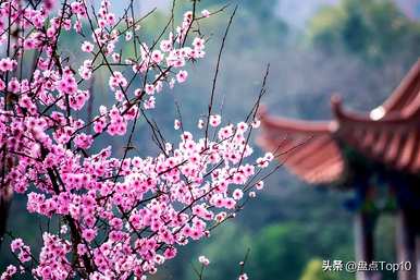 三月开什么花，三月开什么花最好？