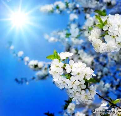 三月开什么花，三月开什么花最好？
