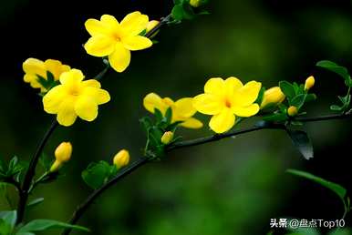 三月开什么花，三月开什么花最好？