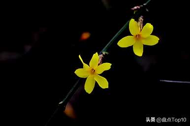 三月开什么花，三月开什么花最好？
