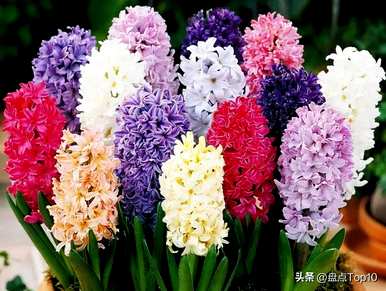 三月开什么花，三月开什么花最好？