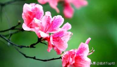 三月开什么花，三月开什么花最好？