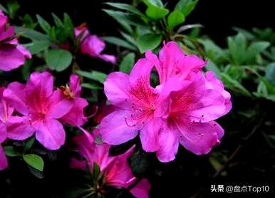 三月开什么花，三月开什么花最好？