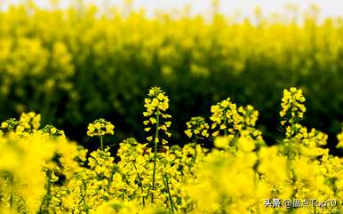 三月开什么花，三月开什么花最好？