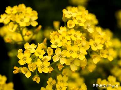 三月开什么花，三月开什么花最好？