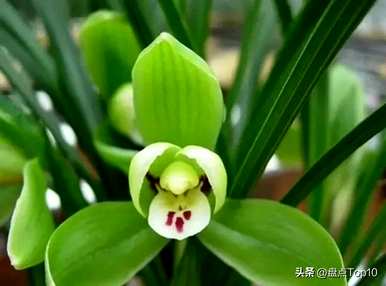 三月开什么花，三月开什么花最好？
