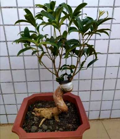 嫁接桂花树怎么养才能长得旺盛，怎么让桂花树长得旺盛？