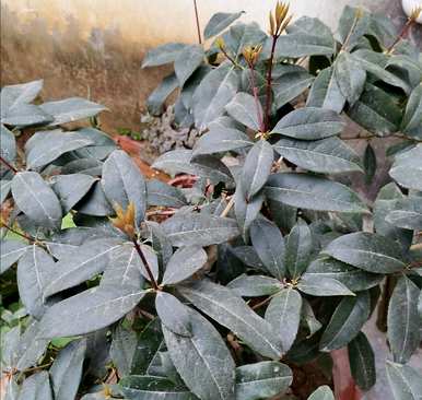 嫁接桂花树怎么养才能长得旺盛，怎么让桂花树长得旺盛？
