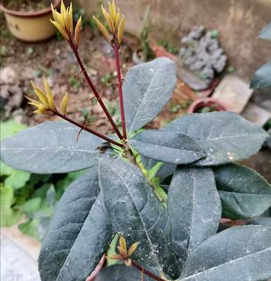 嫁接桂花树怎么养才能长得旺盛，怎么让桂花树长得旺盛？