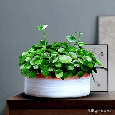 什么花最适合客厅，什么颜色的花适合客厅