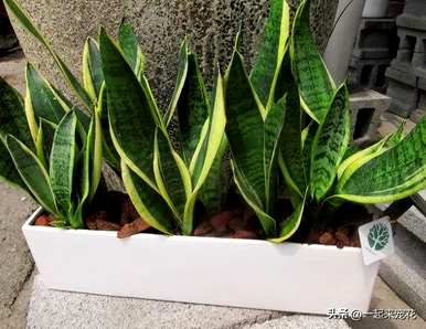 什么花最适合客厅，什么颜色的花适合客厅