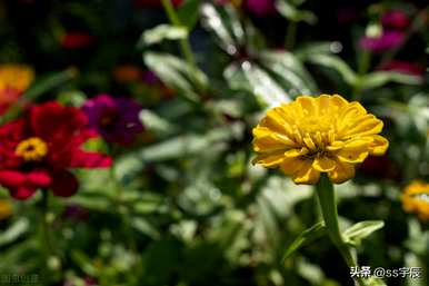 如何种植百日菊？百日菊适合室内种植吗？
