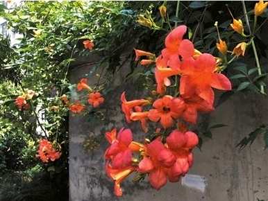 凌霄花何时扦插，凌霄花何时扦插