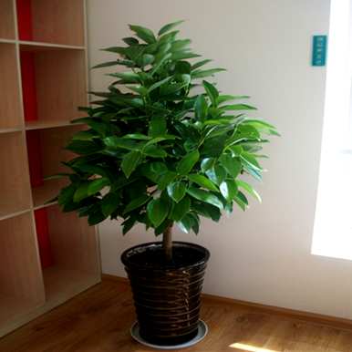 如何繁殖平安树，如何繁殖平安树