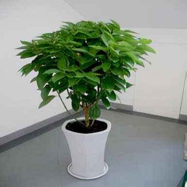 如何繁殖平安树，如何繁殖平安树