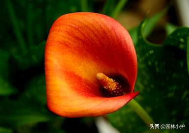 什么是马蹄莲花语？马蹄莲花语是什么意思？
