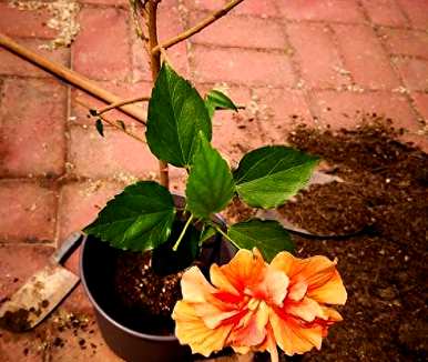 盆栽扶桑花好养吗？盆栽扶桑花几个月发芽？