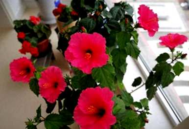 盆栽扶桑花好养吗？盆栽扶桑花几个月发芽？