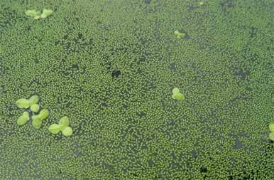 浮水植物有哪些？浮水植物有哪些？