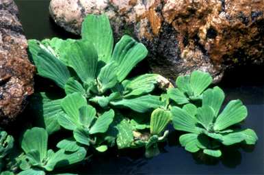 浮水植物有哪些？浮水植物有哪些？