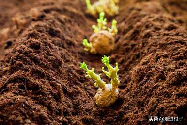 土豆种植方法步骤，土豆如何种植盆栽