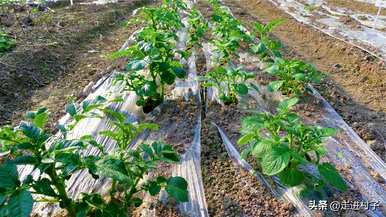 土豆种植方法步骤，土豆如何种植盆栽