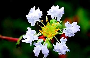 什么品种的紫薇花最好，紫薇花的品种和价格