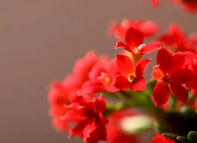 怎样养长寿花？