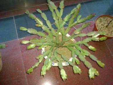 蟹爪兰怎么开花，蟹爪兰怎么开花？