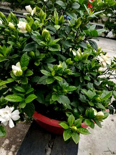 如何养护栀子花，冬季养护栀子花