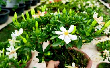新手养栀子肥哪种好？新手怎么养栀子花？