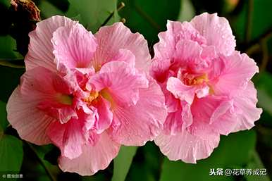 台湾芙蓉树育种方法，芙蓉树盆栽育种方法