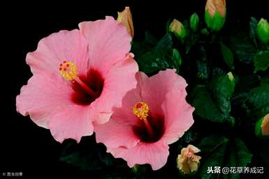 台湾芙蓉树育种方法，芙蓉树盆栽育种方法