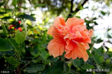 台湾芙蓉树育种方法，芙蓉树盆栽育种方法