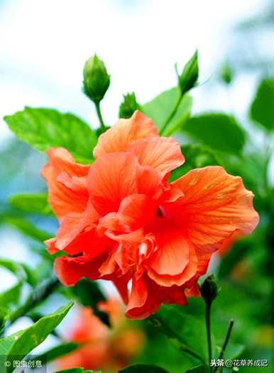 台湾芙蓉树育种方法，芙蓉树盆栽育种方法